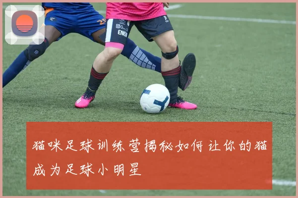 猫咪足球训练营揭秘如何让你的猫成为足球小明星